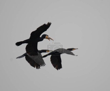 Foto de Rebaño de los cormoranes - Imagen libre de derechos