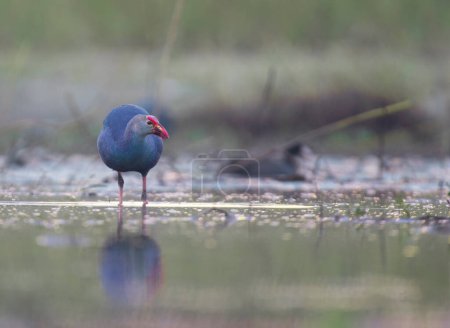 Photo for Grey-headed swamphen in wetland at sunrise - Royalty Free Image