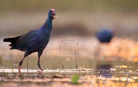 Photo for Grey-headed swamphen in wetland at sunrise - Royalty Free Image