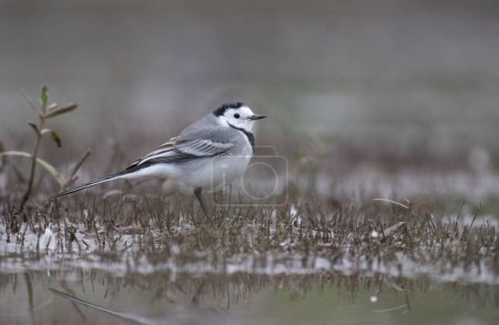 Photo for White wagtail at sunrise - Royalty Free Image
