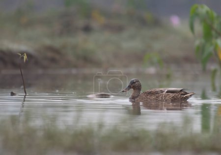 Photo for View of Mallard Duck in pond - Royalty Free Image