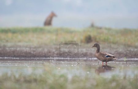 Photo for View of Mallard Duck in pond - Royalty Free Image