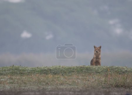 Photo for Golden jackal looking for hunt - Royalty Free Image