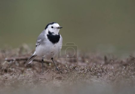 Photo for White wagtail at sunrise - Royalty Free Image