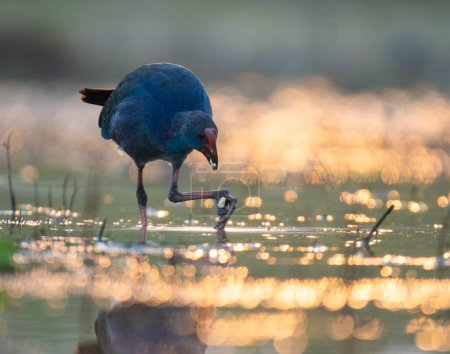 Photo for Grey-headed swamphen in the wetland at sunrise - Royalty Free Image