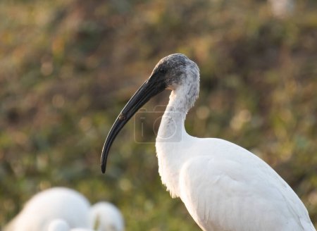 Téléchargez les photos : Black-headed ibis (Threskiornis melanocephalus) in nature - en image libre de droit