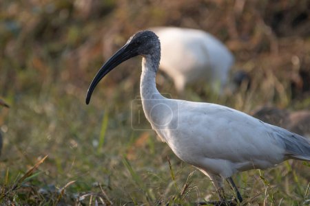 Photo for Black-headed ibis (Threskiornis melanocephalus) in nature - Royalty Free Image