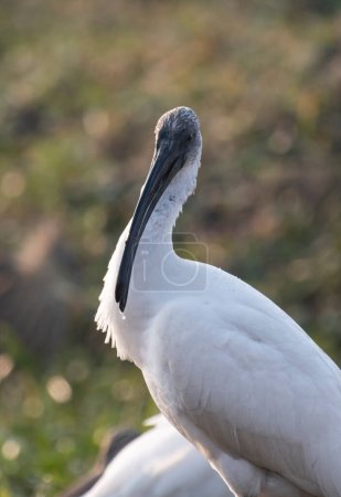 Foto de Black-headed ibis (Threskiornis melanocephalus) in nature - Imagen libre de derechos