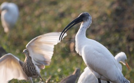 Photo for Black-headed ibis (Threskiornis melanocephalus) in nature - Royalty Free Image