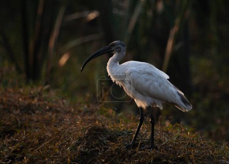 Téléchargez les photos : Black-headed ibis (Threskiornis melanocephalus) in nature - en image libre de droit