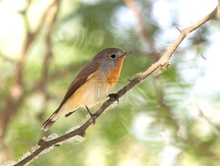 Photo for Red-breasted flycatcher sitting on tree brunch - Royalty Free Image
