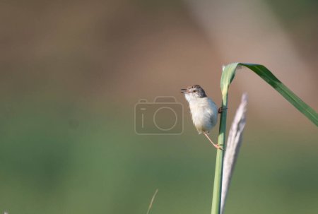 Photo for View of Plain prinia on perch - Royalty Free Image