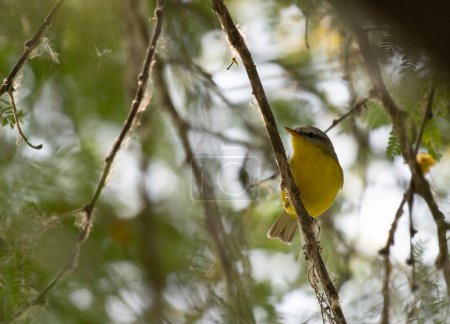 Photo for Grey-hooded warbler view - Royalty Free Image