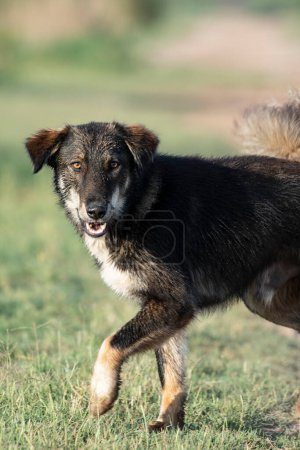 Téléchargez les photos : Portrait d'un chien mignon - en image libre de droit