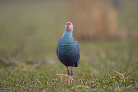 Photo for Grey headed swamphen in wetland - Royalty Free Image