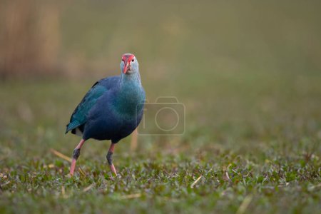 Photo for Grey headed swamphen in wetland - Royalty Free Image
