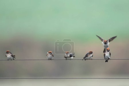 Photo for Streak-throated swallows on Wire - Royalty Free Image