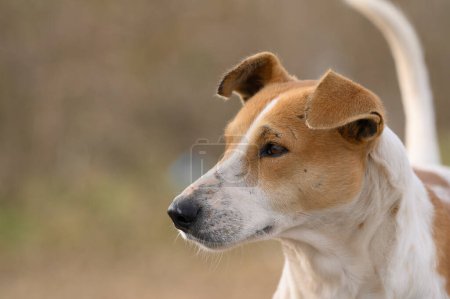 Téléchargez les photos : Un chien sauvage vue rapprochée - en image libre de droit