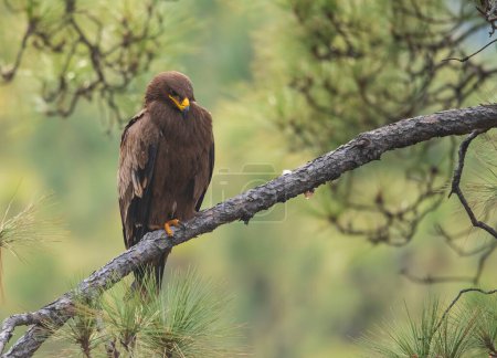 Téléchargez les photos : Steppe aigle sur perche en forêt - en image libre de droit