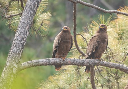 Foto de Águila estepa en percha en el bosque - Imagen libre de derechos