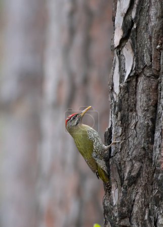 Foto de Scaly-bellied woodpecker in search of Food in Forest - Imagen libre de derechos