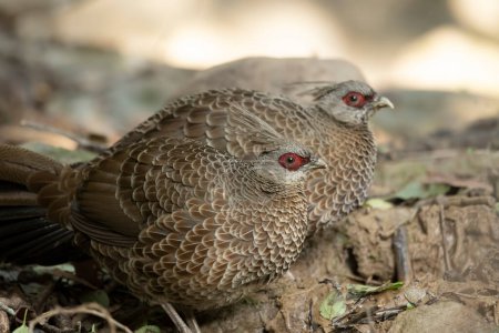 Téléchargez les photos : Gros plan sur les oiseaux de faisan népalais - en image libre de droit