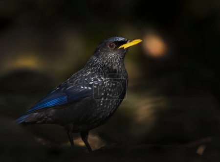 Téléchargez les photos : Merveilleux oiseau bleu sifflement muguet dans la forêt le matin - en image libre de droit