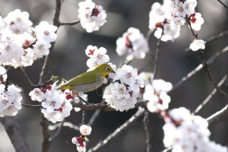 Foto de Lindo pájaro amarillo posado en la flor de cerezo. Ojo blanco oriental (Zosterops palpebrosus) beber dulce de flor de cerezo, la luz del sol de la mañana - Imagen libre de derechos