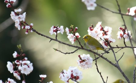 Photo for Cute yellow bird perching on Cherry flower. Oriental white-eye ( Zosterops palpebrosus ) drinking sweet from cherry blossom, morning sunlight - Royalty Free Image
