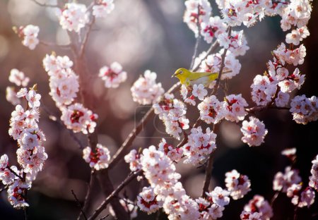 Foto de Lindo pájaro amarillo posado en la flor de cerezo. Ojo blanco oriental (Zosterops palpebrosus) beber dulce de flor de cerezo, la luz del sol de la mañana - Imagen libre de derechos
