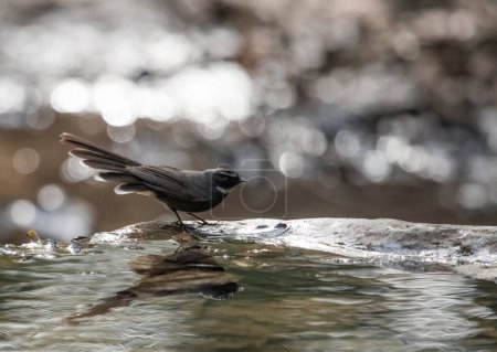 Photo for White-throated fantail taking bath - Royalty Free Image