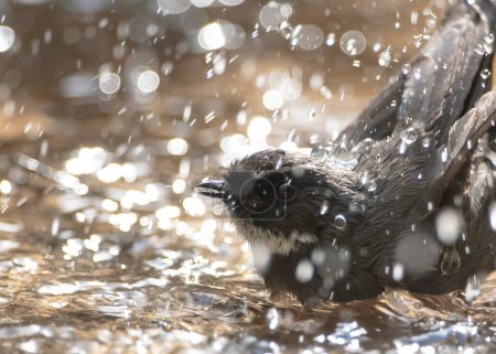 Téléchargez les photos : Fantail à gorge blanche prenant son bain - en image libre de droit