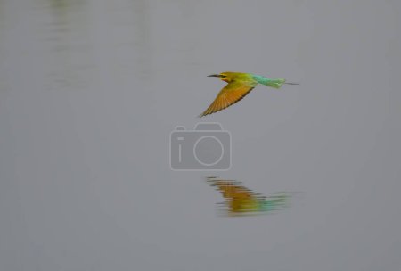 Photo for Beautiful Little Green bee Eater Bird - Royalty Free Image