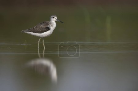 Photo for Common green Shank at Sunrise - Royalty Free Image