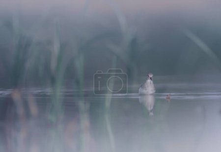 Téléchargez les photos : Temminck's stint (Calidris temminckii) in the morning in wetland - en image libre de droit