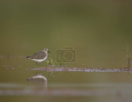 Téléchargez les photos : Temminck's stint (Calidris temminckii) in the morning in wetland - en image libre de droit