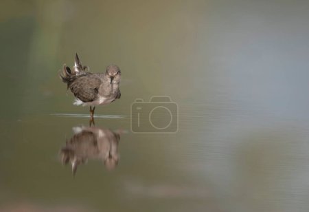 Foto de Temminck's stint (Calidris temminckii) in the morning in wetland - Imagen libre de derechos