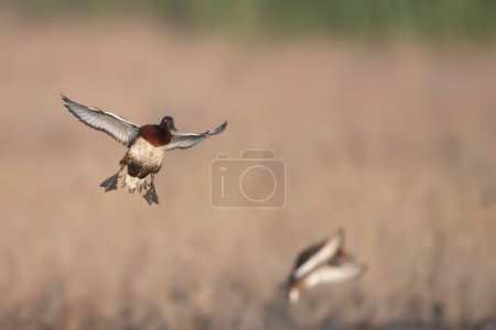 Photo for Whistling duck flying over the lake - Royalty Free Image