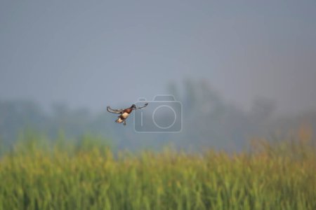 Foto de Pato silbante volando sobre el lago - Imagen libre de derechos