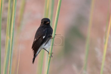 Photo for Pied bush chat male bird on reed - Royalty Free Image
