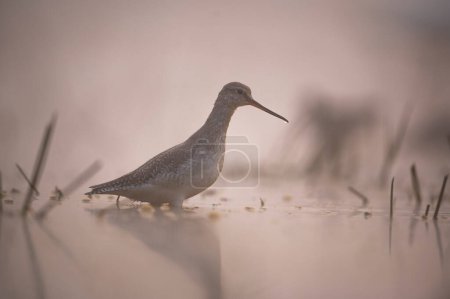Photo for White Tailed Lapwing in Wetland - Royalty Free Image