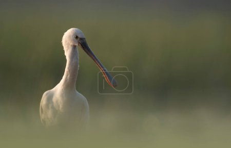Photo for Great egret ( Pelecanus atthis ) on the river - Royalty Free Image