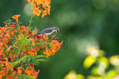Photo for Purple Sunbird feeding on flowers - Royalty Free Image