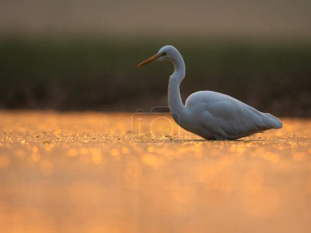 Photo for Beautiful white egret in the water - Royalty Free Image