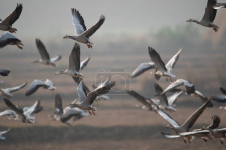 Téléchargez les photos : Oies barbées volant dans le ciel - en image libre de droit