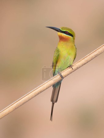 Photo for Scenic view of beautiful birds little green bee Eaters on perch - Royalty Free Image