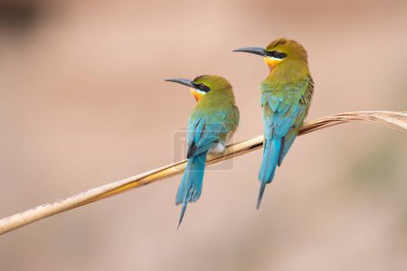 scenic view of beautiful birds little green bee Eaters on perch