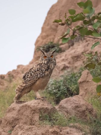 Foto de Búho águila eurasiática en la colina - Imagen libre de derechos