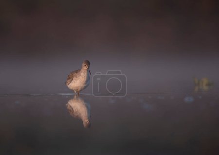 Photo for Common red shank in lake with reflection in water - Royalty Free Image