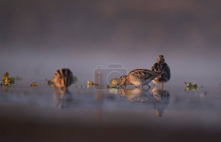 Foto de Beautiful Common snipes close up in the morning - Imagen libre de derechos